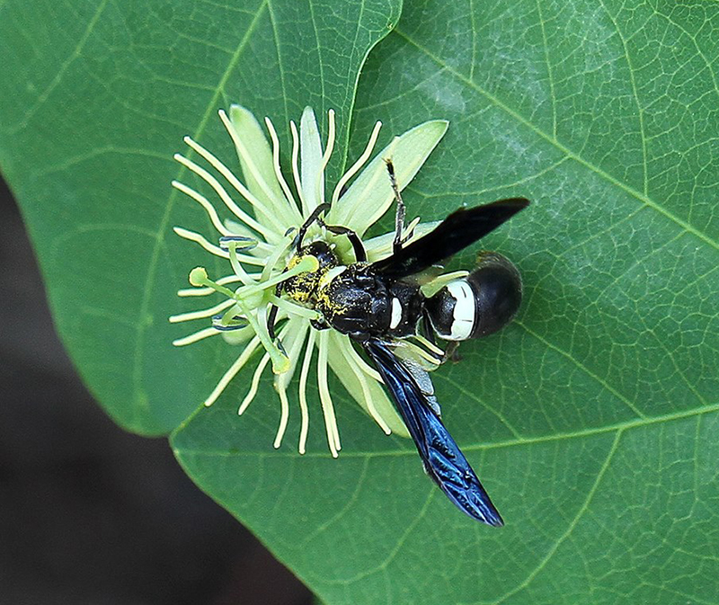 Mason wasp foraging on yellow passionflower. 