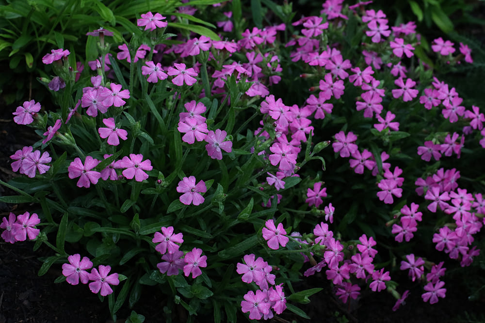 Wild pink, also called sticky catchfly among other things (Silene caroliniana).