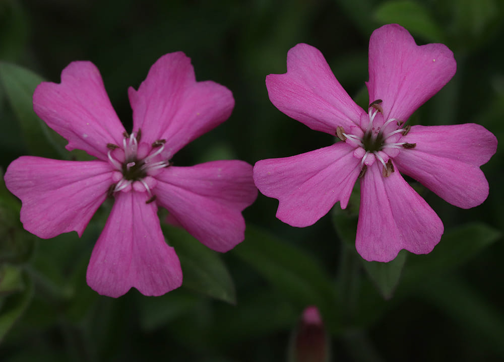 Wild pink, also called sticky catchfly among other things (Silene caroliniana).