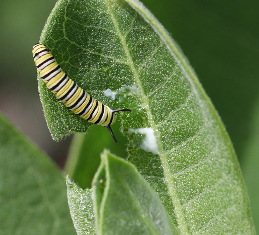 First monarch cat of the year, on common milkweed.