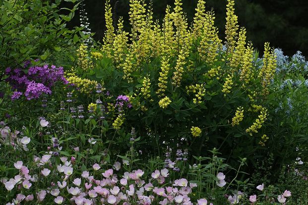 Buttonbush, Carolina narrow-leaf phlox, wild indigo, eastern bluestar, and evening primrose.