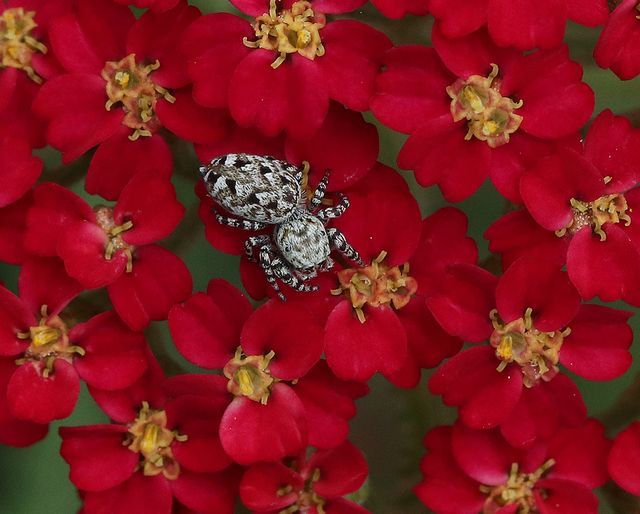 Jumping spider on 'Paprika' yarrow.