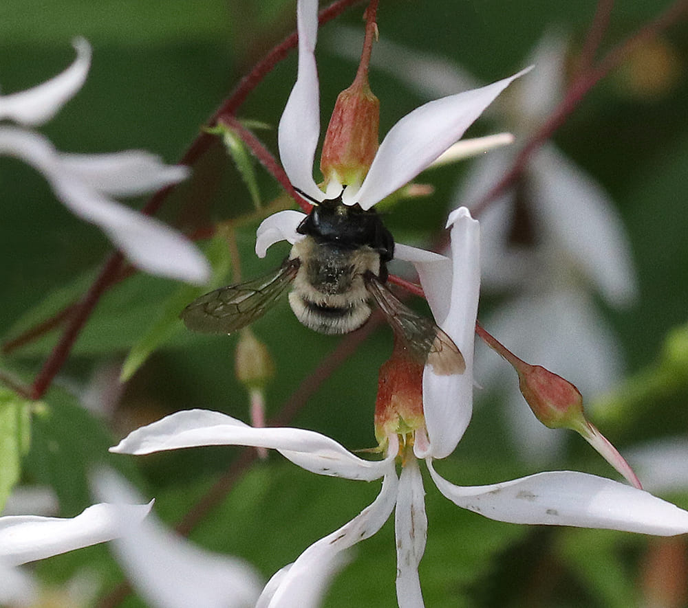 Leafcutter bee foraging on mountain Indian-physic (Gillenia trifoliatus)!