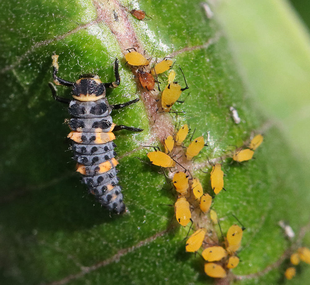 Lady beetle larva feeding on oleander aphids on common milkweed.