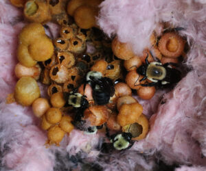 Close up of bumble bee nest.