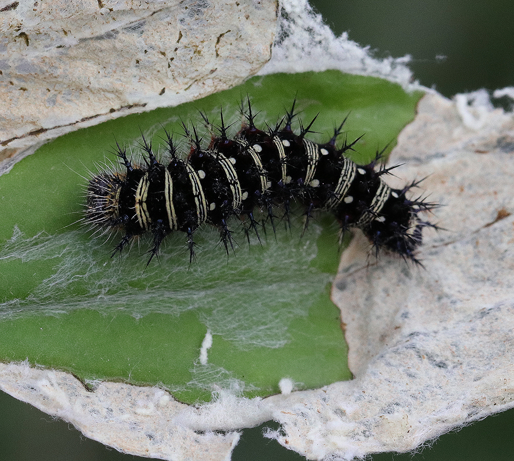 American lady butterfly caterpillar on its host p[ant, pussytoes. 