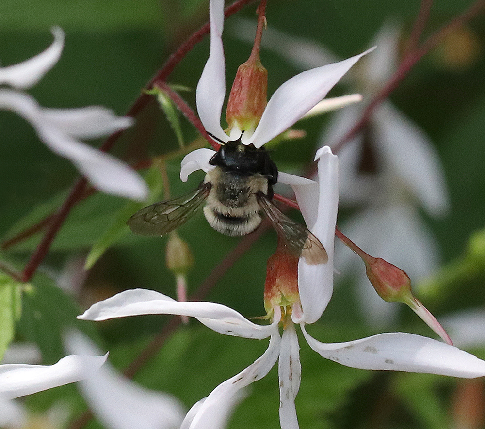 little leafcutter bee foraging on mountain Indian-physic 