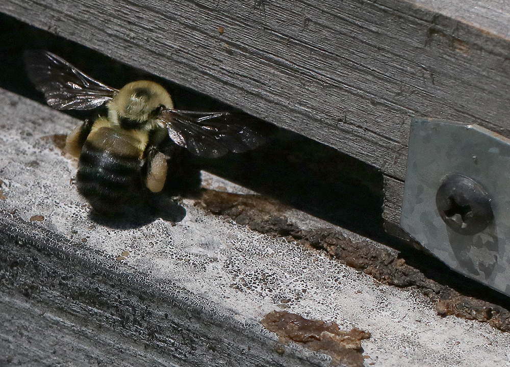 Jennifer and I stood and watched the nest entrance and did a happy dance when we saw multiple bees returning to the nest with pollen! 