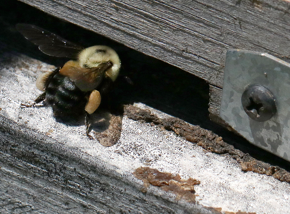 Jennifer and I stood and watched the nest entrance and did a happy dance when we saw multiple bees returning to the nest with pollen! 