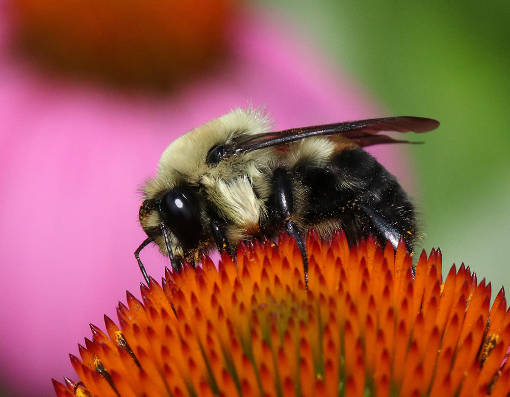 Bumble bee on coneflower. 