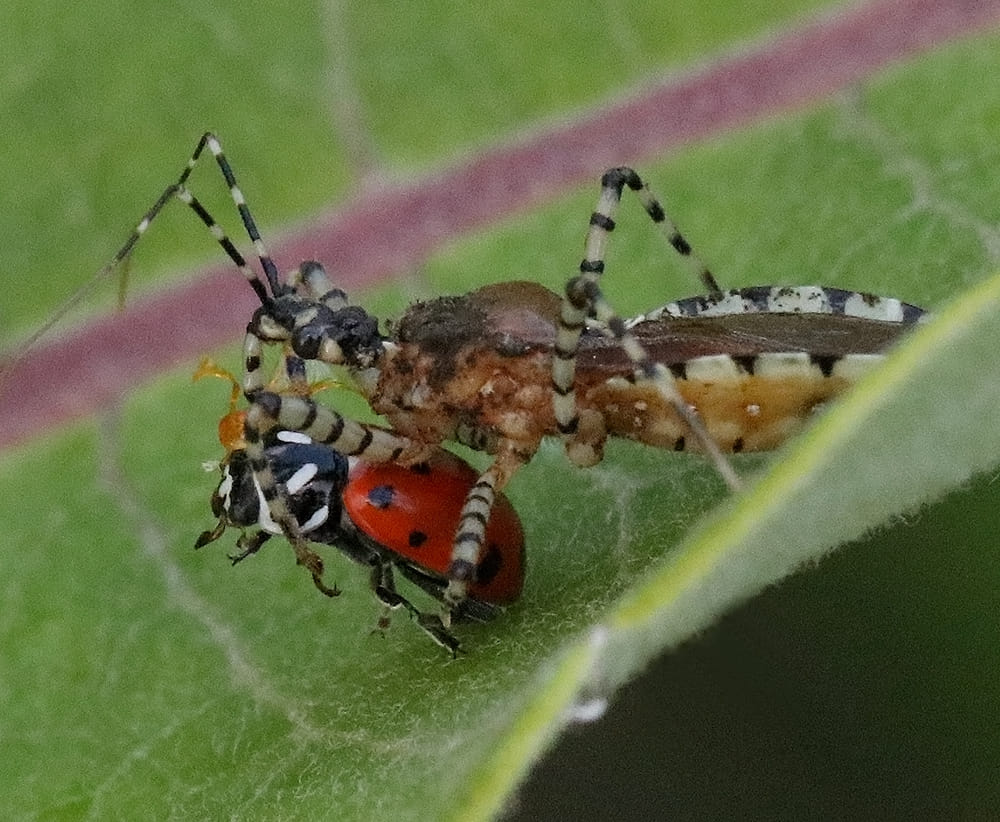 Assassin bug feeding on lady beetle on common milkweed. 