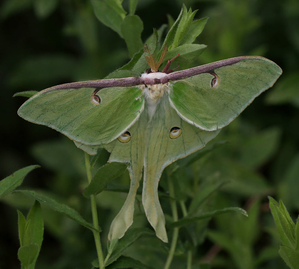 Luna moth on Georgia aster. 