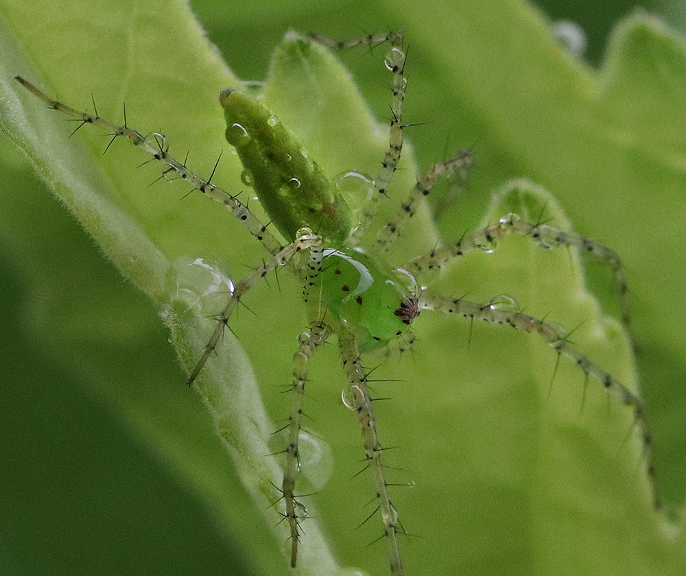 Rain soaked green lynx spider on velvet leaf mallow. 