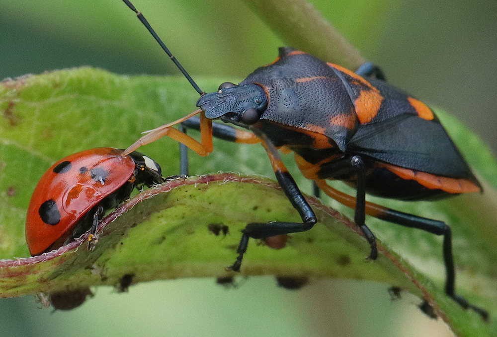 Florida predatory stink bug feeding on a lady beetle on milkweed. 