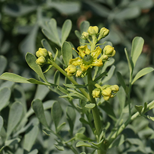 Small dull yellow flowers in terminal, erect clusters.