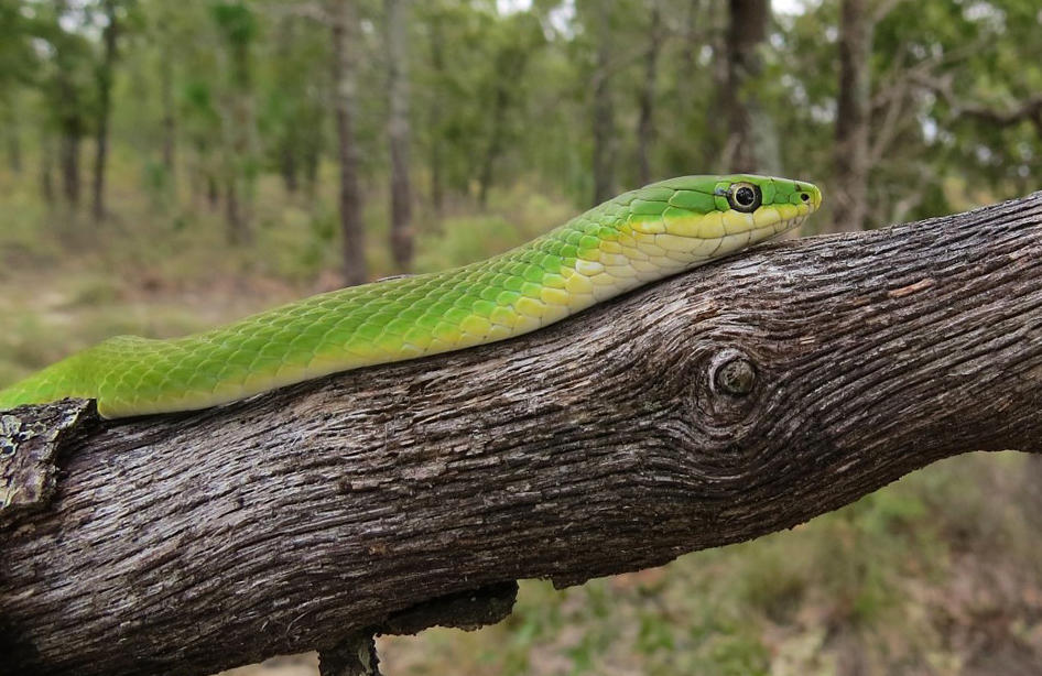 Rough green snake. 