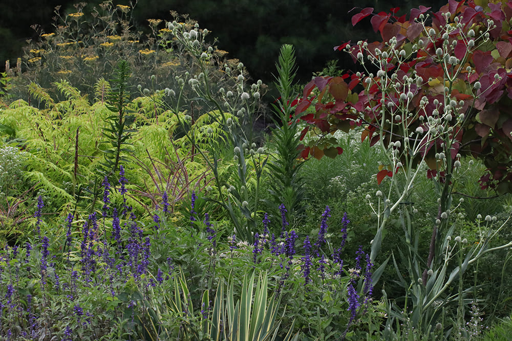 Redbdbud with other perennials.