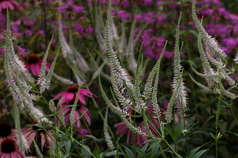 Culver's root, coneflowers, and bee balm.
