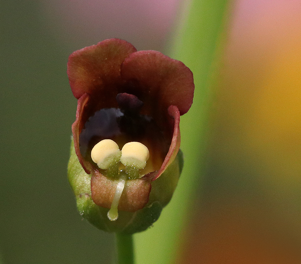 Late figwort bloom full of nectar 