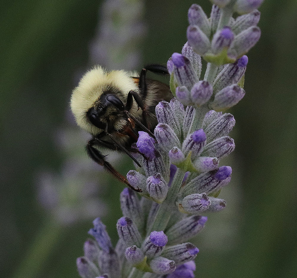 Bumble bee on 'Grosso' lavender.