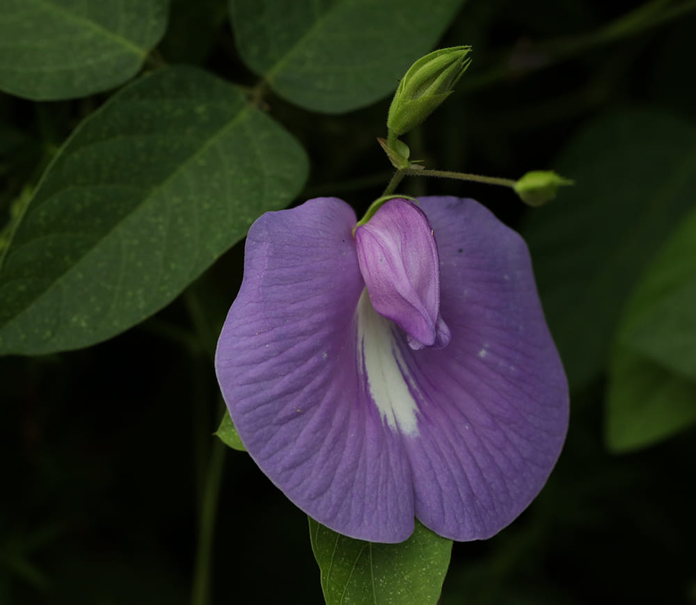 Spurred butterfly pea vine.