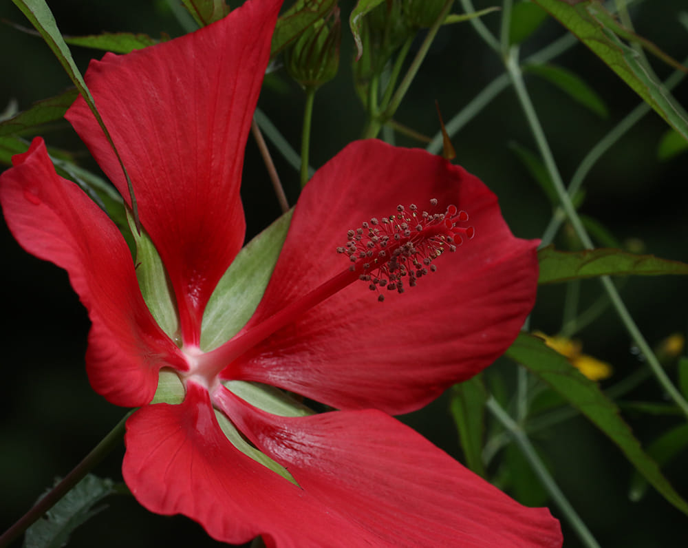 Close up of red rose mallow bloom