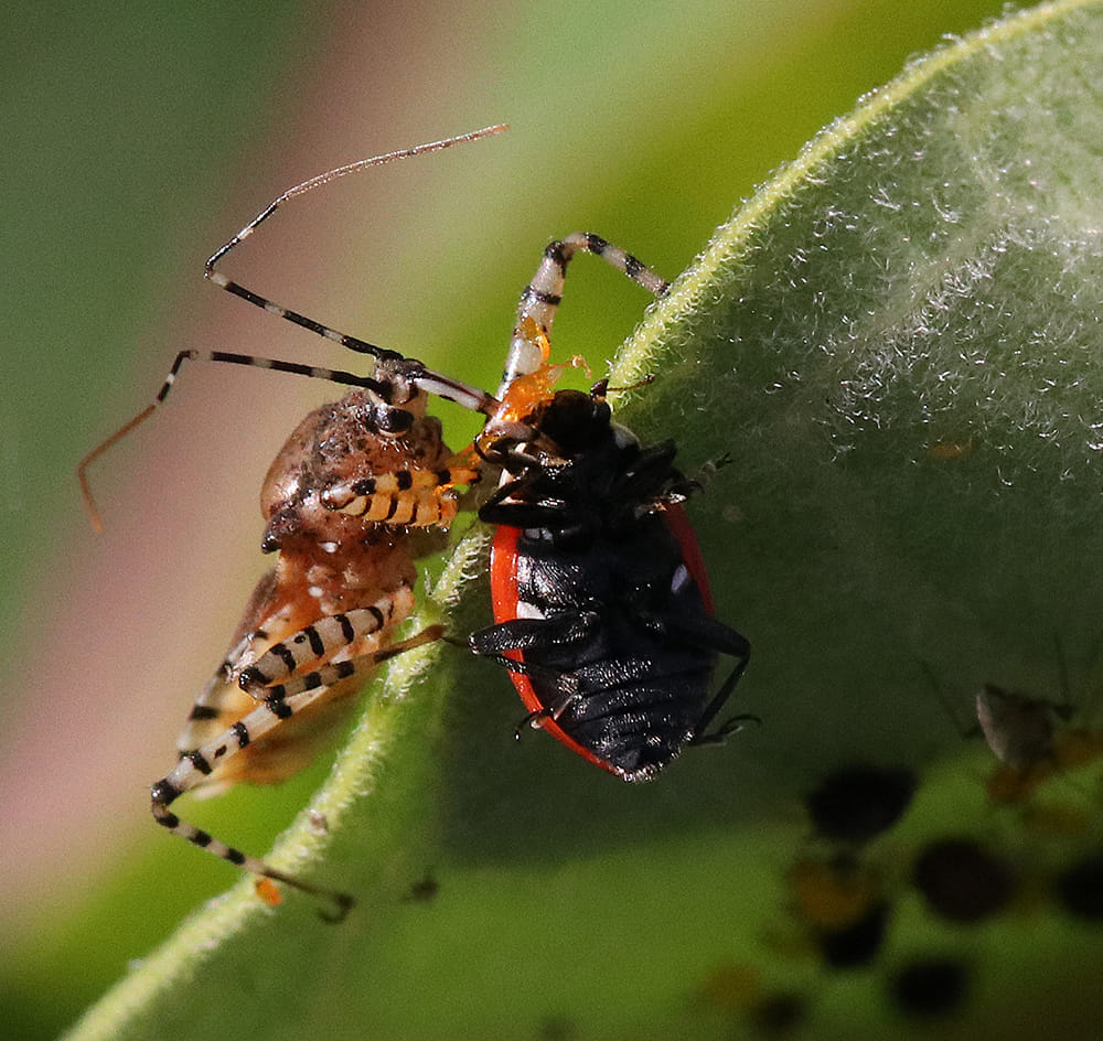 Assassin bug feeding on a convergent lady beetle on milkweed.