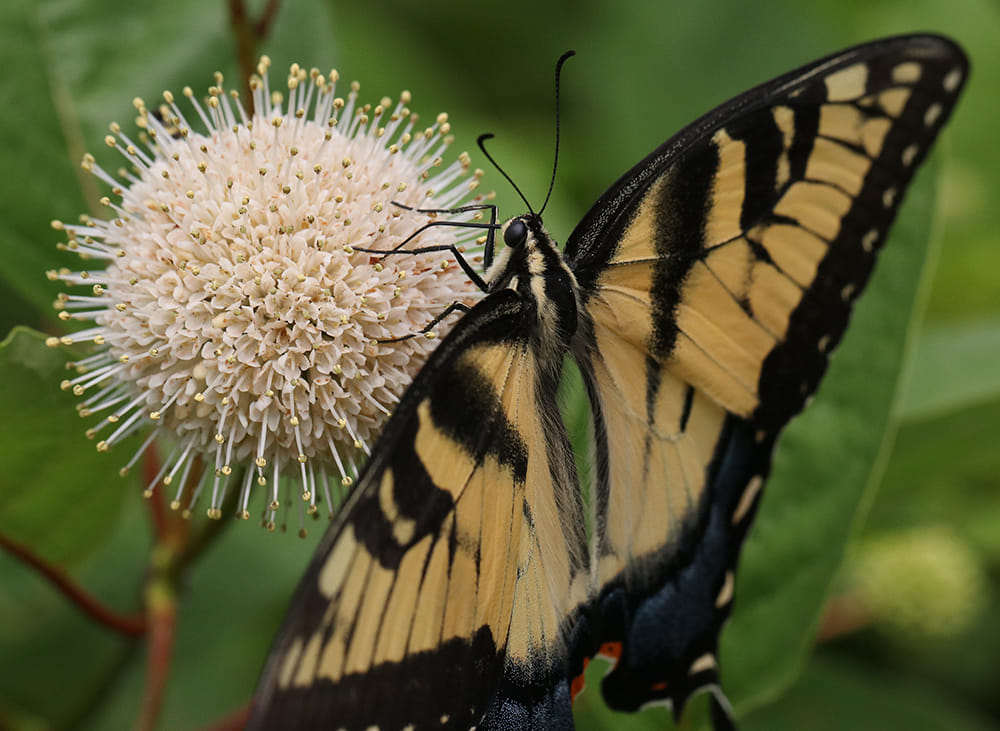 Eastern tiger swallowtail on buttonbush