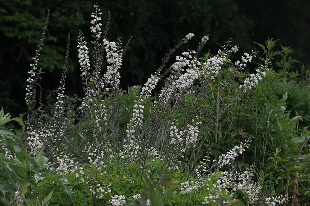 Well-established white wild indigo plants can have up to 100 flower stalks!