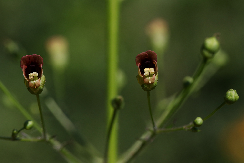 Late figwort blooms on a stem