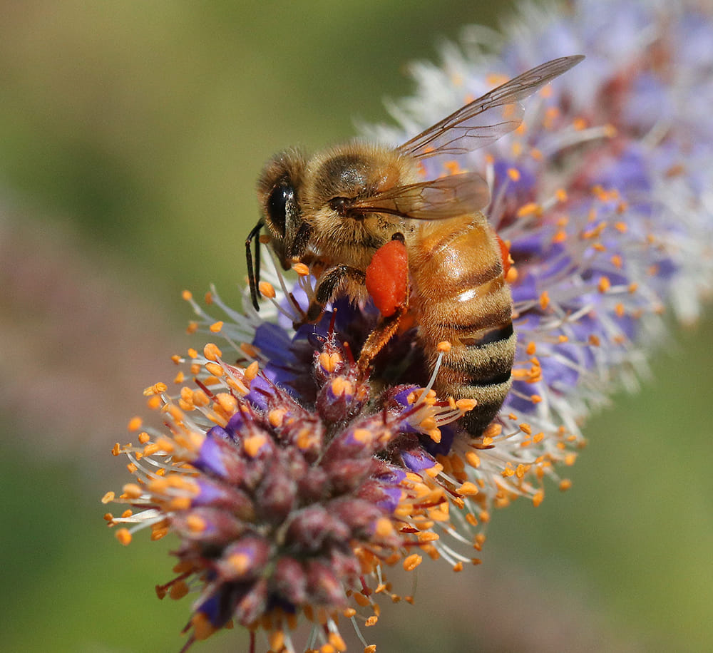 Honey bee on dwarf indigo bush.