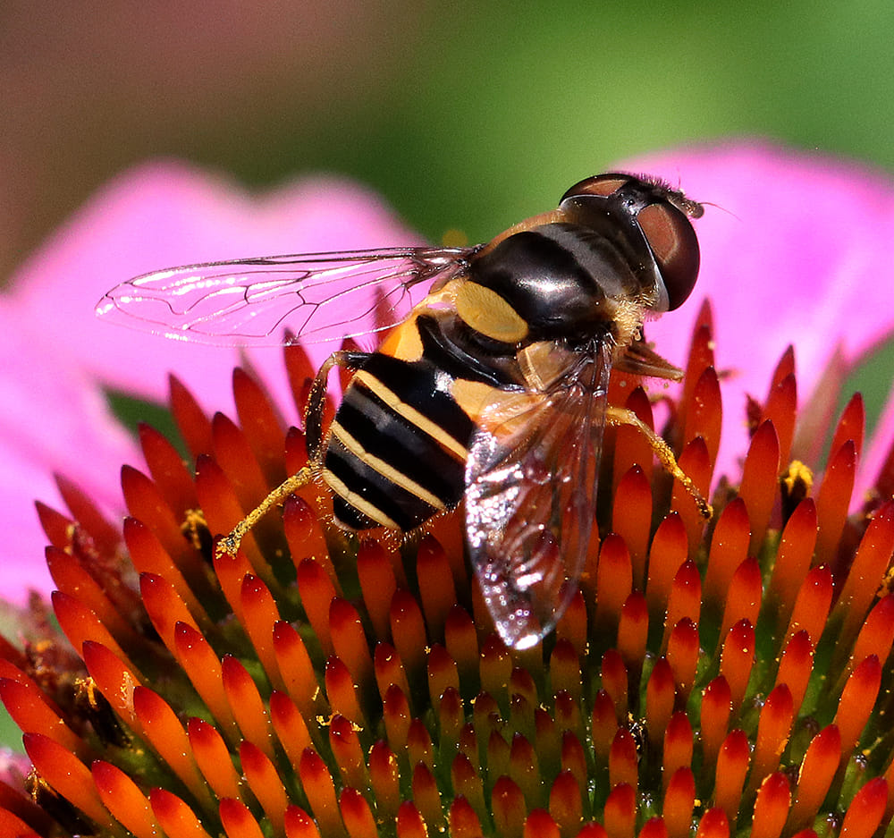 Syrphid fly on coneflower.