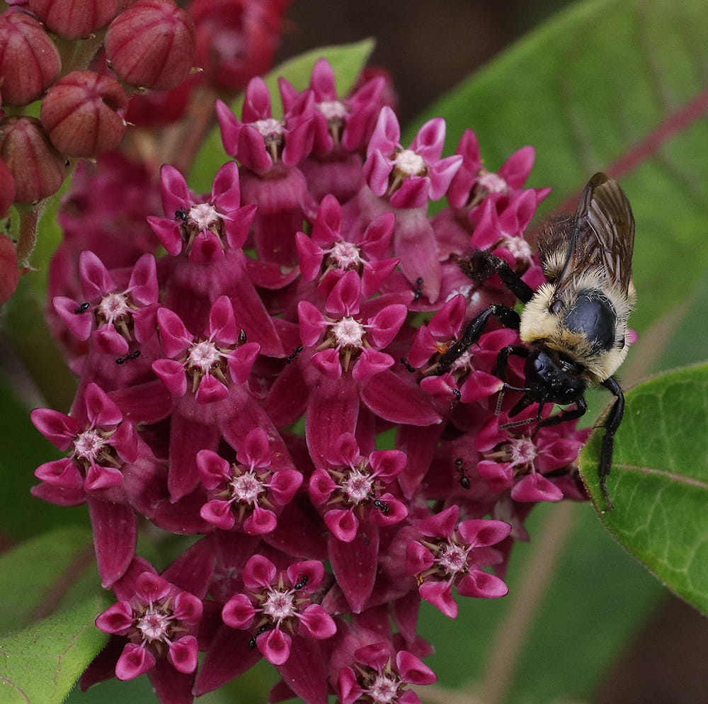 Bumble bee on purple milkweed.