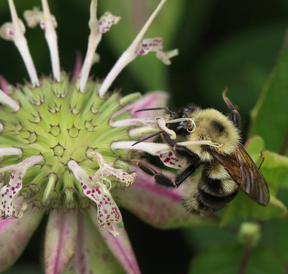 Bumble bee on basil bee balm.