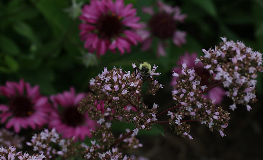Bumble bee on ornamental oregano with lanceleaf blanketflower.