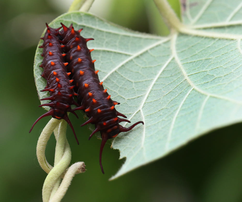 Pipevine swallowtail caterpillars on Dutchman's pipe.