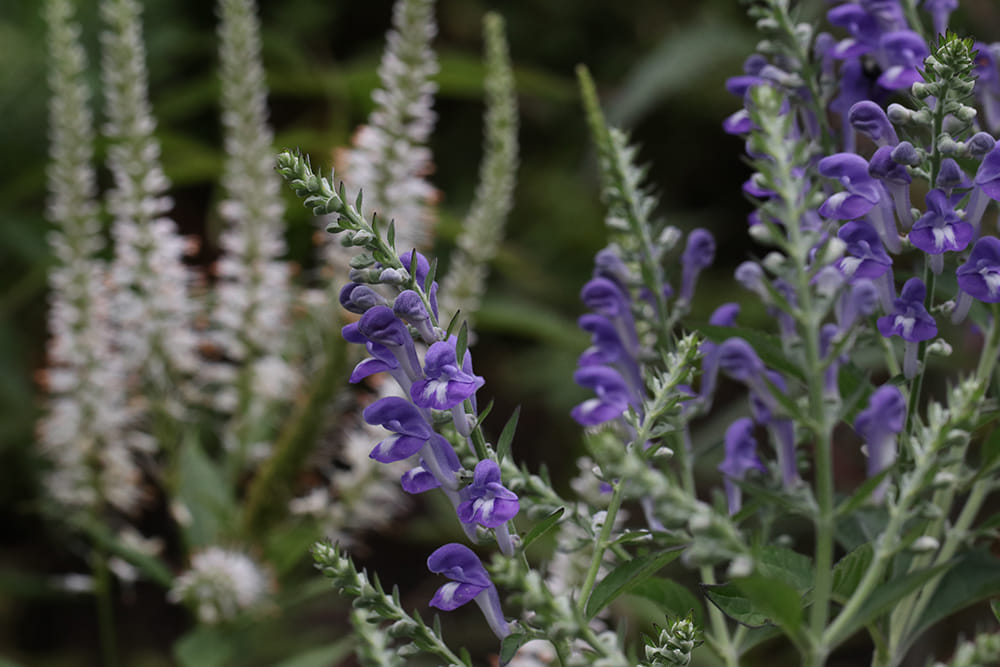 Hoary skullcap backed by culver's root.