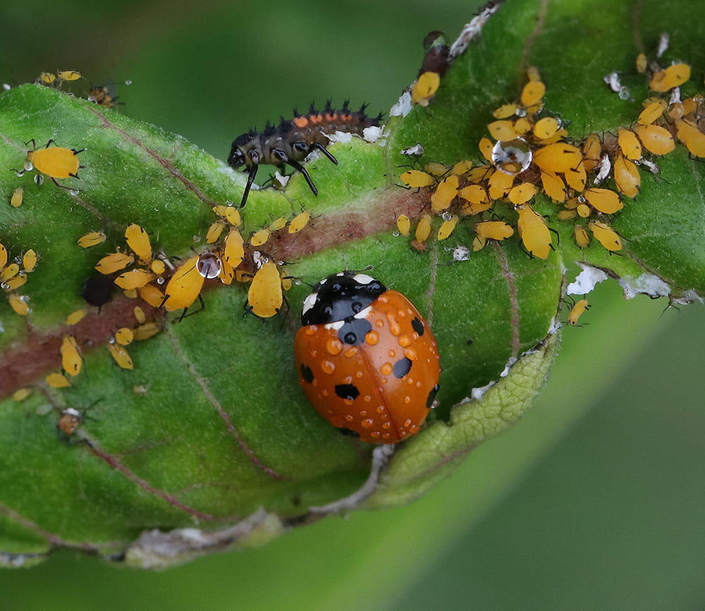 Seven-spot lady beetle larva and adult feeding on oleander aphids.
