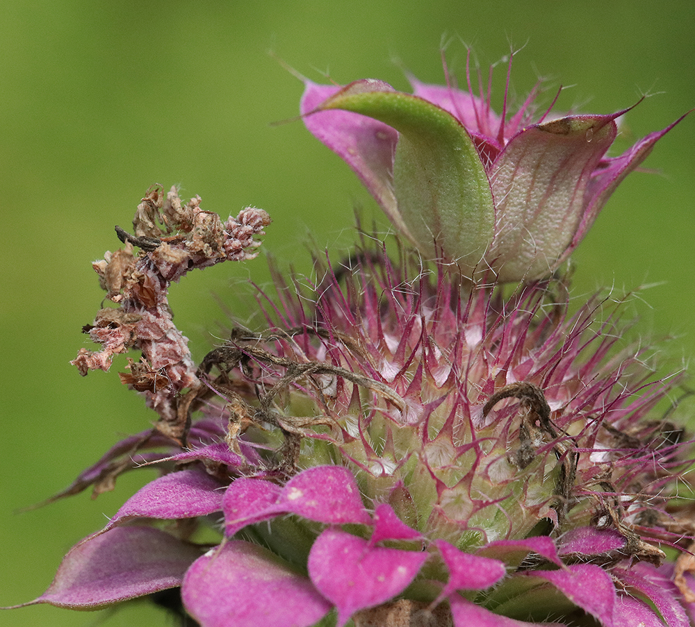 Camouflaged looper on lemon bee balm.