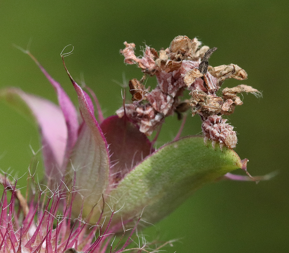 Camouflaged looper on lemon bee balm.