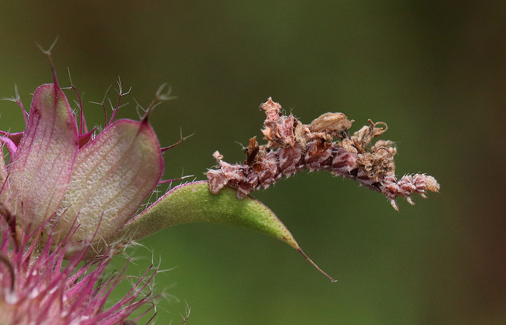 Camouflaged looper on bee balm.