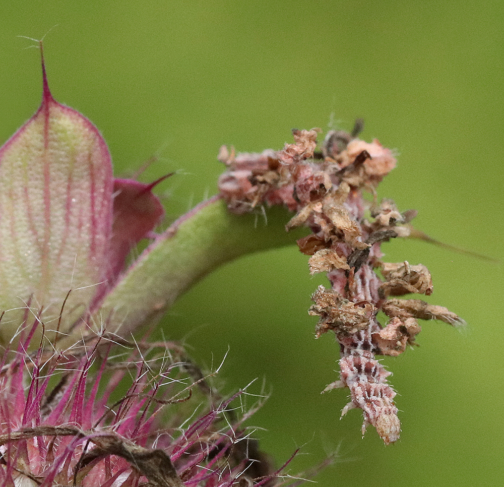 Camouflaged looper on lemon bee balm.