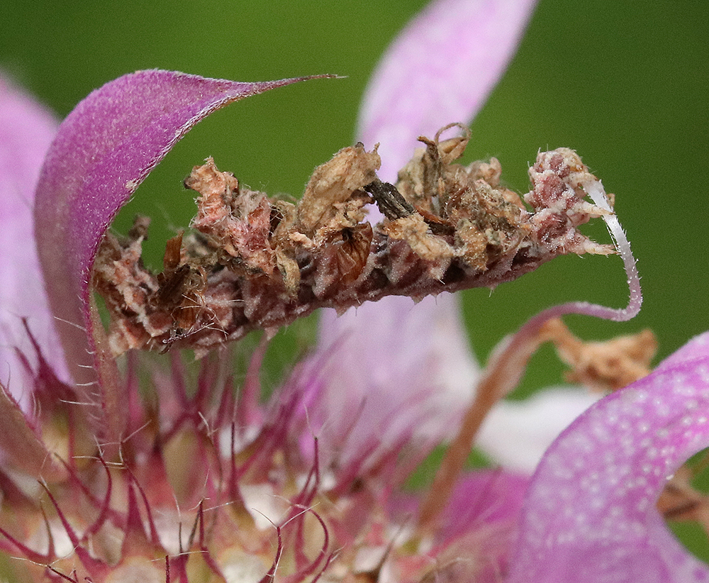 Camouflaged looper on lemon bee balm.