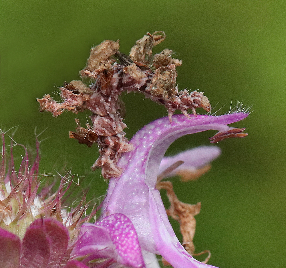 Camouflaged looper on lemon bee balm.