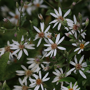 Small but abundant flowers with white rays and yellow disk centers that change to red upon pollination that appear in flat-topped, terminal clusters with 6-10 white petals. Its bracts are whitish with green tips. Flowers are 1/2 to 1 inch across. Blooms earlier than most Asters, from August to October.