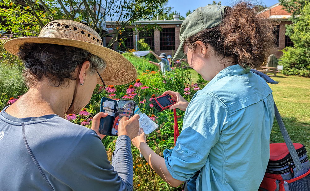taking photos of the bees on the plant they were captured on