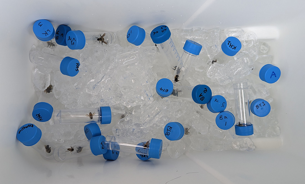 The captured bees are chilled in a cooler to slow them down temporarily in order to get photos.