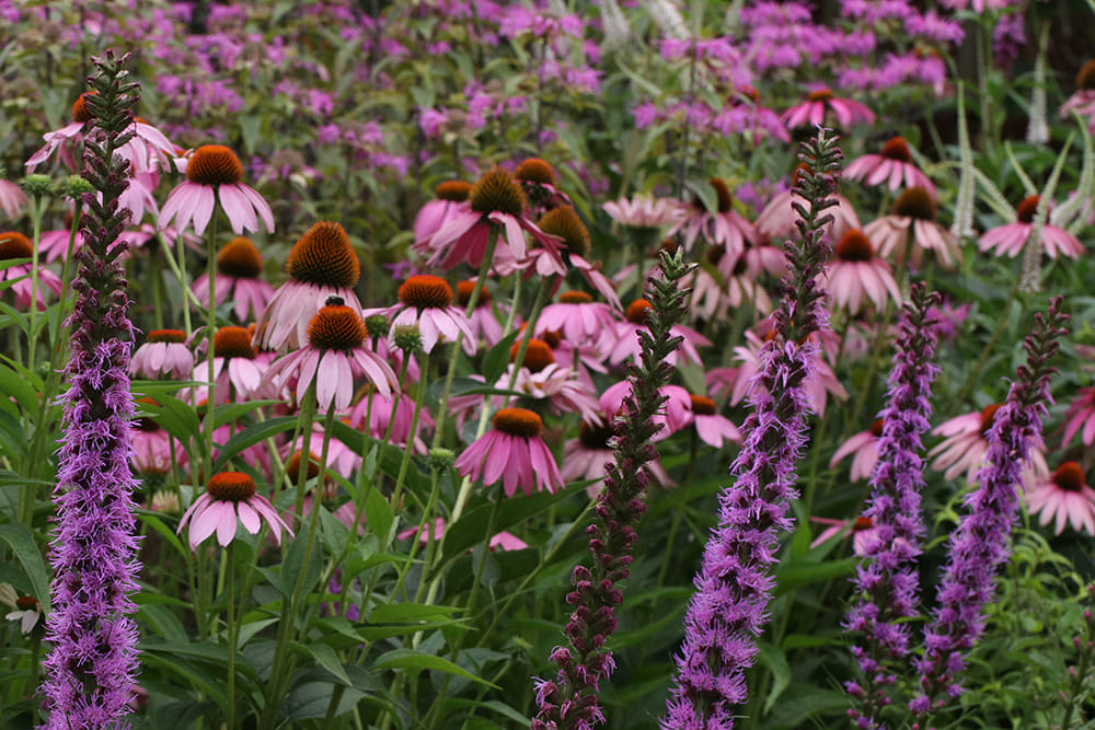 Pollinator garden bed