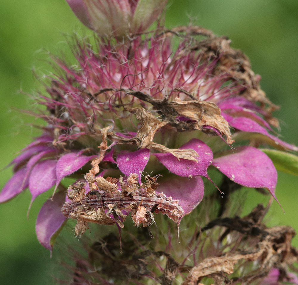 Camouflaged looper on lemon bee balm.