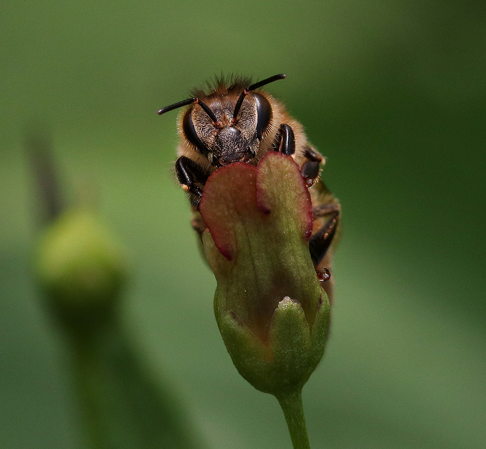 Honey bee on late figwort